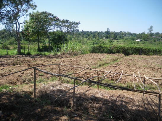 整備されたマシワ小学校内の農地（2007年）