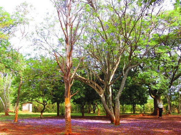 jacaranda